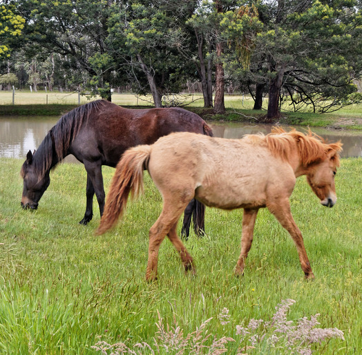 https://lemis.nyc3.digitaloceanspaces.com/yvonne/Photos/20171102/small/horse-heaven-1.jpeg