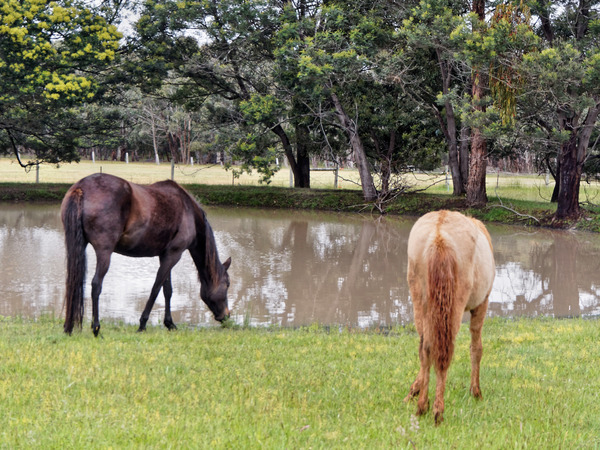 https://lemis.nyc3.digitaloceanspaces.com/yvonne/Photos/20171102/small/horse-heaven-5.jpeg
