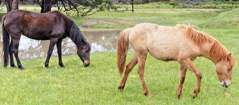 https://lemis.nyc3.digitaloceanspaces.com/yvonne/Photos/20171102/small/horse-heaven-6.jpeg