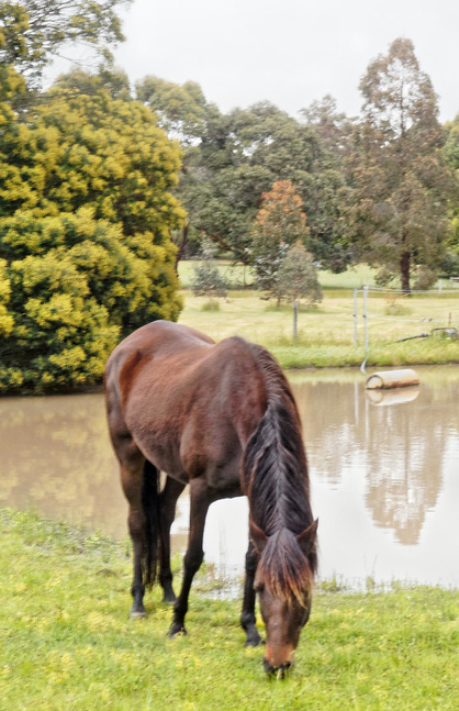 https://lemis.nyc3.digitaloceanspaces.com/yvonne/Photos/20171102/small/horse-heaven-7.jpeg