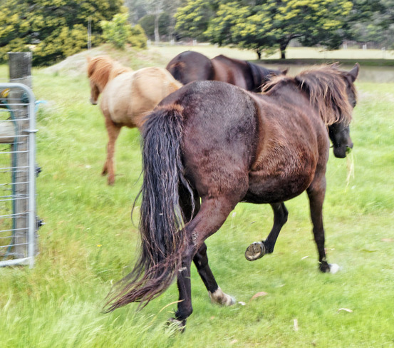 https://lemis.nyc3.digitaloceanspaces.com/yvonne/Photos/20171102/small/into-new-paddock-1.jpeg