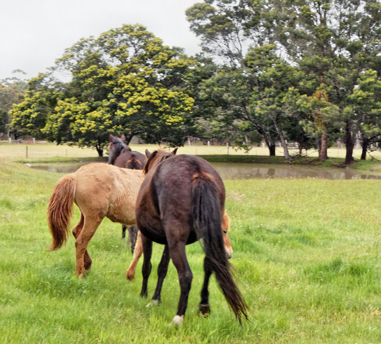 https://lemis.nyc3.digitaloceanspaces.com/yvonne/Photos/20171102/small/into-new-paddock-2.jpeg