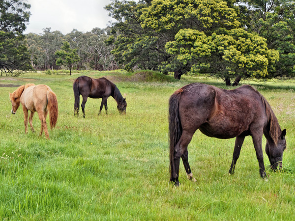 https://lemis.nyc3.digitaloceanspaces.com/yvonne/Photos/20171102/small/into-new-paddock-3.jpeg