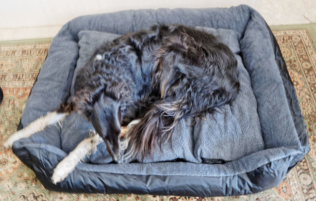 https://lemis.nyc3.digitaloceanspaces.com/yvonne/Photos/20171109/small/dog-bed-2.jpeg
