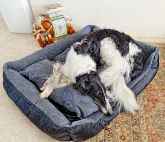 https://lemis.nyc3.digitaloceanspaces.com/yvonne/Photos/20171109/small/dog-bed-5.jpeg