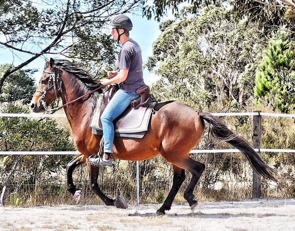 https://lemis.nyc3.digitaloceanspaces.com/yvonne/Photos/20180325/small/Rev-canter-18.jpeg