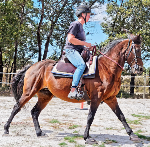 https://lemis.nyc3.digitaloceanspaces.com/yvonne/Photos/20180325/small/Rev-canter-22.jpeg