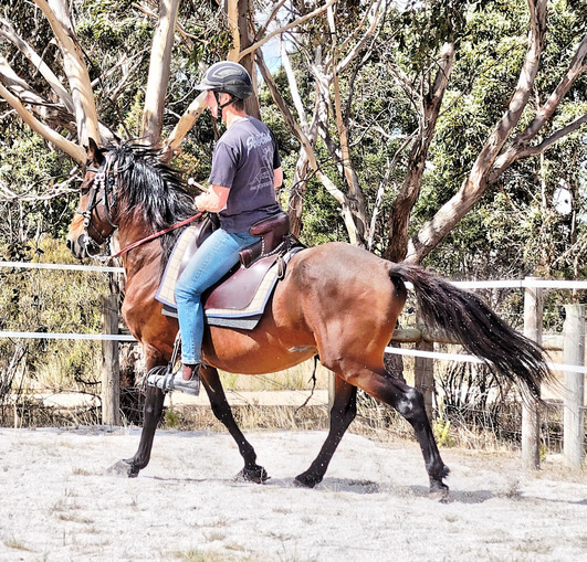 https://lemis.nyc3.digitaloceanspaces.com/yvonne/Photos/20180325/small/Rev-canter-7.jpeg