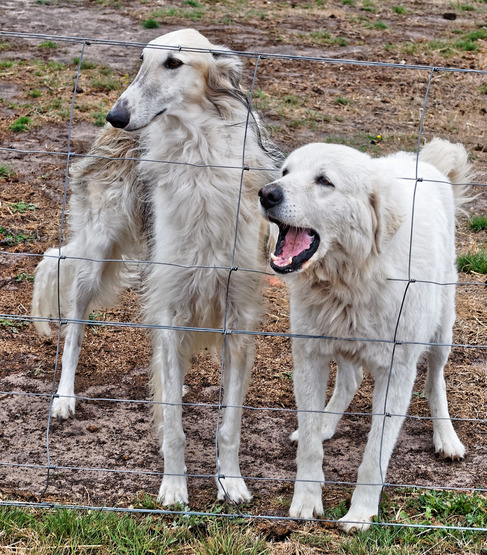 https://lemis.nyc3.digitaloceanspaces.com/yvonne/Photos/20180325/small/dogs-1.jpeg