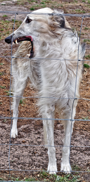 https://lemis.nyc3.digitaloceanspaces.com/yvonne/Photos/20180325/small/dogs-2.jpeg