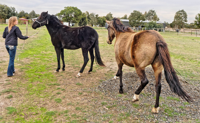 https://lemis.nyc3.digitaloceanspaces.com/yvonne/Photos/20180507/small/Amber-and-Luna-2.jpeg