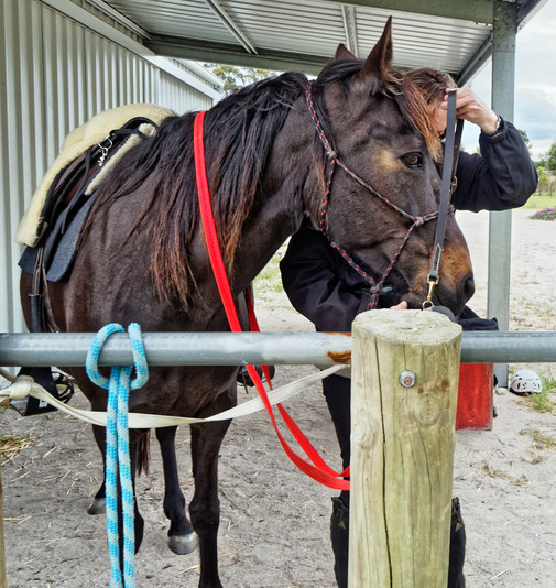 https://lemis.nyc3.digitaloceanspaces.com/yvonne/Photos/20181109/small/Yvonne-bridles-Carlotta-2.jpeg