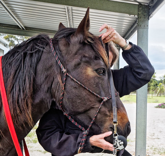 https://lemis.nyc3.digitaloceanspaces.com/yvonne/Photos/20181109/small/Yvonne-bridles-Carlotta-3.jpeg