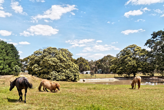 https://lemis.nyc3.digitaloceanspaces.com/yvonne/Photos/20181119/small/Horses-in-paddock-11.jpeg