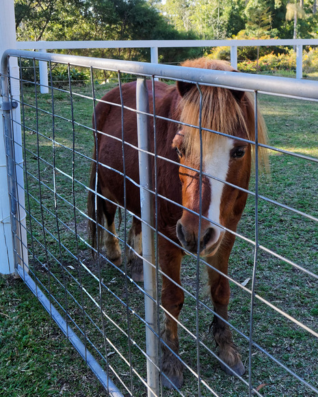 https://lemis.nyc3.digitaloceanspaces.com/yvonne/Photos/20190831/small/pony.jpeg