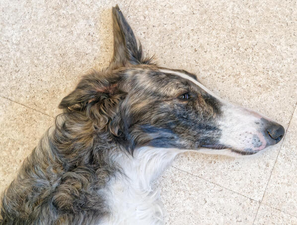 https://lemis.nyc3.digitaloceanspaces.com/yvonne/Photos/20211216/small/Dogs-3.jpeg
