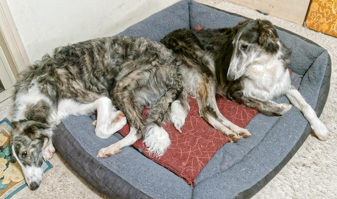 https://lemis.nyc3.digitaloceanspaces.com/yvonne/Photos/20211216/small/Dogs-7.jpeg