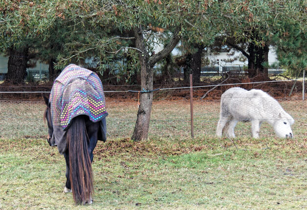 https://lemis.nyc3.digitaloceanspaces.com/yvonne/Photos/20220613/small/Horses-11.jpeg