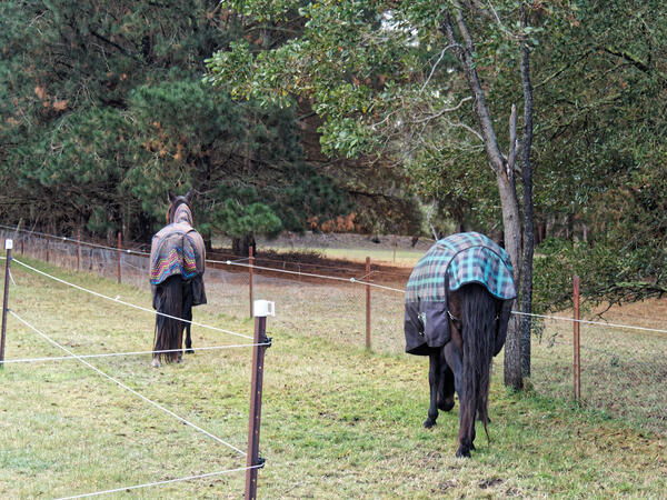 https://lemis.nyc3.digitaloceanspaces.com/yvonne/Photos/20220613/small/Horses-12.jpeg