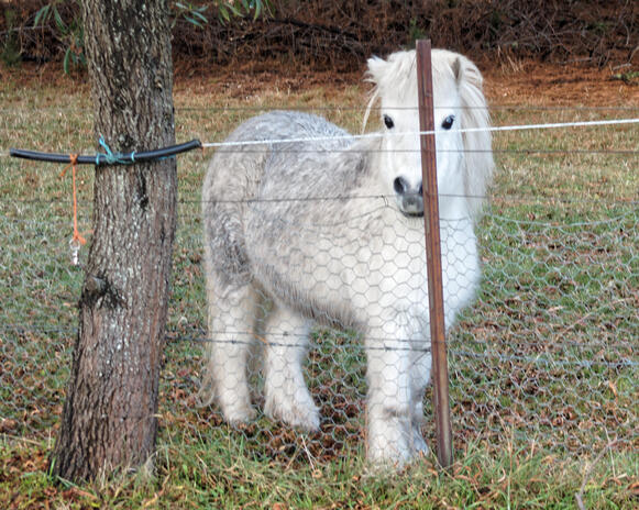 https://lemis.nyc3.digitaloceanspaces.com/yvonne/Photos/20220613/small/Horses-3.jpeg