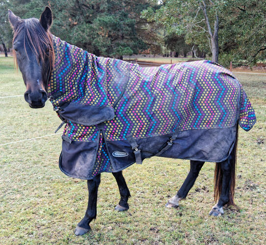 https://lemis.nyc3.digitaloceanspaces.com/yvonne/Photos/20220613/small/Horses-6.jpeg