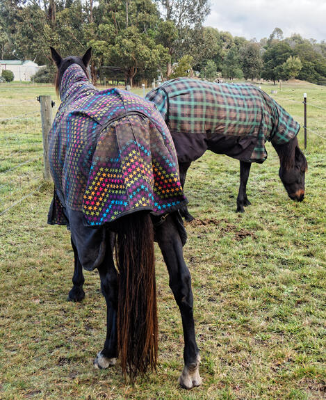 https://lemis.nyc3.digitaloceanspaces.com/yvonne/Photos/20220613/small/Horses-7.jpeg
