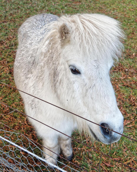 https://lemis.nyc3.digitaloceanspaces.com/yvonne/Photos/20220613/small/Horses-8.jpeg