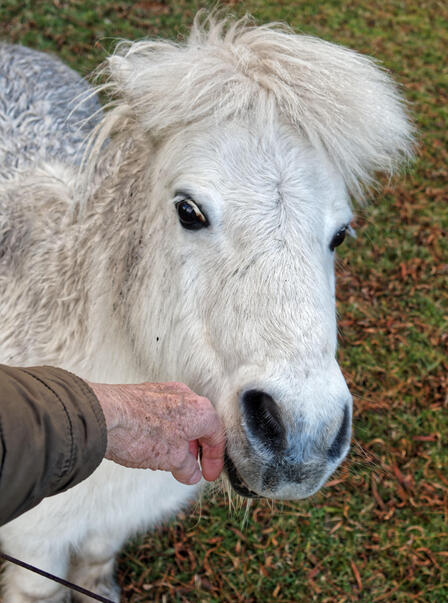 https://lemis.nyc3.digitaloceanspaces.com/yvonne/Photos/20220613/small/Horses-9.jpeg