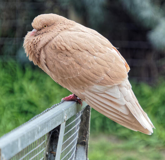 https://lemis.nyc3.digitaloceanspaces.com/yvonne/Photos/20220813/small/Pidgeon-5.jpeg