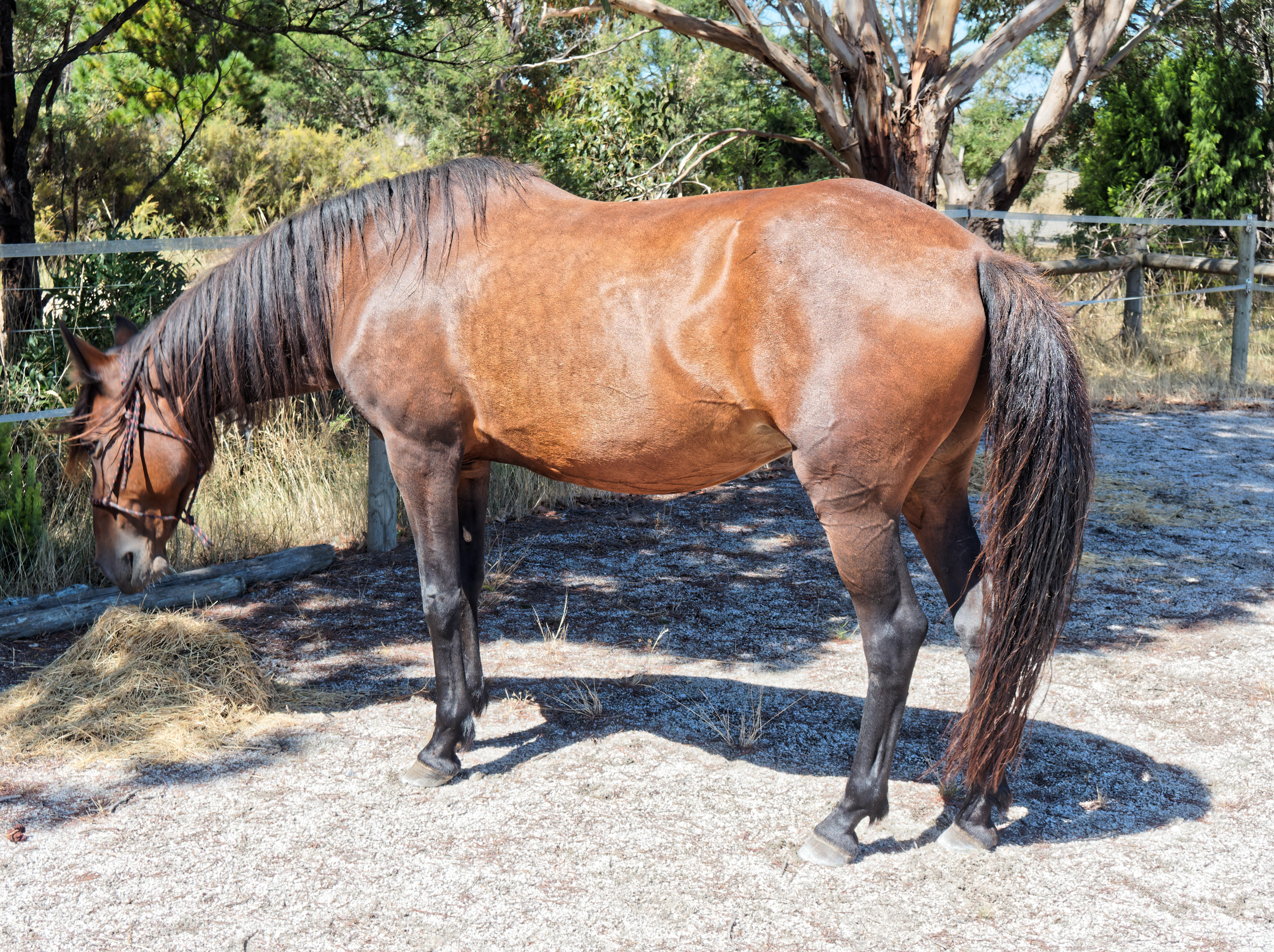 https://lemis.nyc3.digitaloceanspaces.com/yvonne/Photos/20230317/big/horses-in-arena-3.jpeg