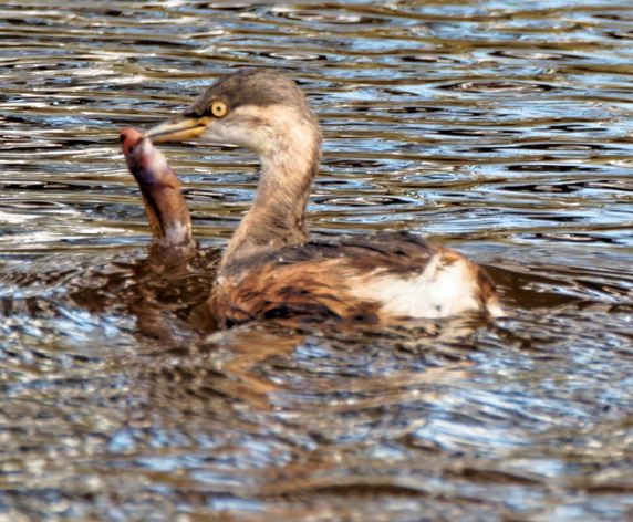 https://lemis.nyc3.digitaloceanspaces.com/yvonne/Photos/20230601/small/Grebe-5.jpeg