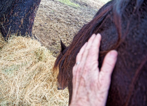 https://lemis.nyc3.digitaloceanspaces.com/yvonne/Photos/20240725/small/Carlotta-and-her-hay.jpeg