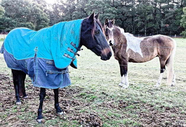 https://lemis.nyc3.digitaloceanspaces.com/yvonne/Photos/20240725/small/Carlotta-in-her-rug-4.jpeg