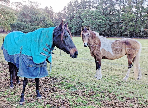 https://lemis.nyc3.digitaloceanspaces.com/yvonne/Photos/20240725/small/Carlotta-in-her-rug-5.jpeg