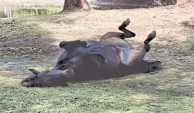 https://lemis.nyc3.digitaloceanspaces.com/yvonne/Photos/20240725/small/Carlotta-rolling-1.jpeg