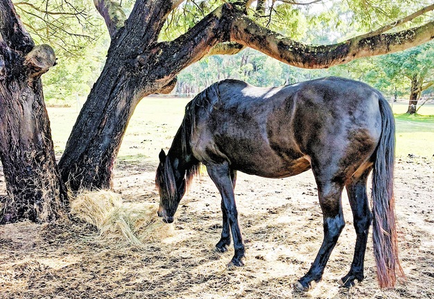 https://lemis.nyc3.digitaloceanspaces.com/yvonne/Photos/20240725/small/Carlotta-with-hay-1.jpeg