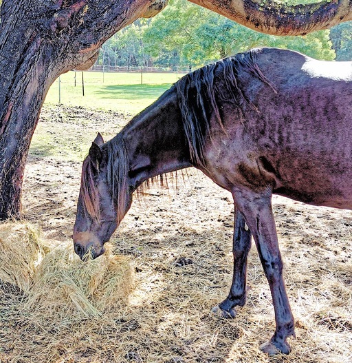 https://lemis.nyc3.digitaloceanspaces.com/yvonne/Photos/20240725/small/Carlotta-with-hay-2.jpeg