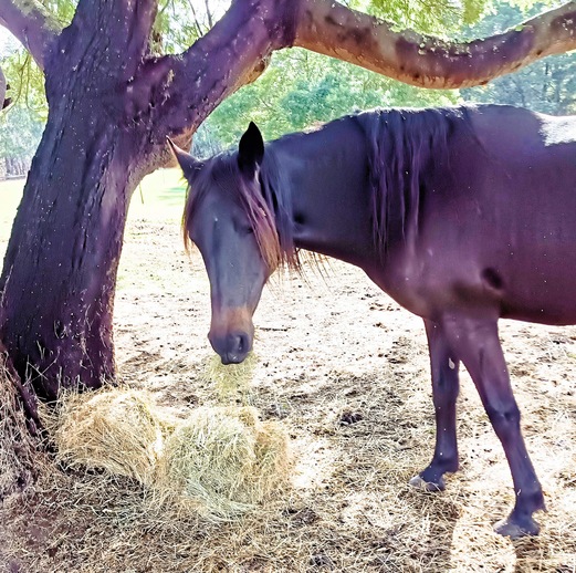 https://lemis.nyc3.digitaloceanspaces.com/yvonne/Photos/20240725/small/Carlotta-with-hay-3.jpeg