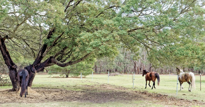 https://lemis.nyc3.digitaloceanspaces.com/yvonne/Photos/20240725/small/paddock.jpeg