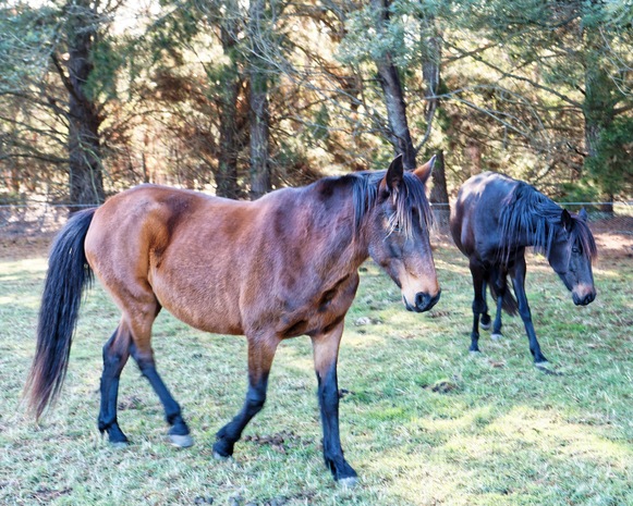 https://lemis.nyc3.digitaloceanspaces.com/yvonne/Photos/20240726/small/Samba-and-Carlotta-and-roos-24.jpeg