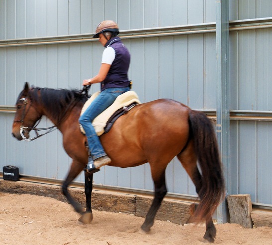 https://lemis.nyc3.digitaloceanspaces.com/yvonne/Photos/20241130/small/Anke-rides-Samba-11.jpeg