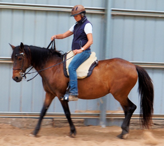 https://lemis.nyc3.digitaloceanspaces.com/yvonne/Photos/20241130/small/Anke-rides-Samba-12.jpeg