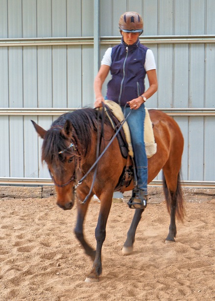 https://lemis.nyc3.digitaloceanspaces.com/yvonne/Photos/20241130/small/Anke-rides-Samba-17.jpeg