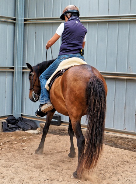 https://lemis.nyc3.digitaloceanspaces.com/yvonne/Photos/20241130/small/Anke-rides-Samba-19.jpeg