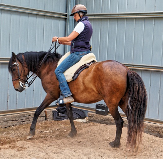 https://lemis.nyc3.digitaloceanspaces.com/yvonne/Photos/20241130/small/Anke-rides-Samba-20.jpeg