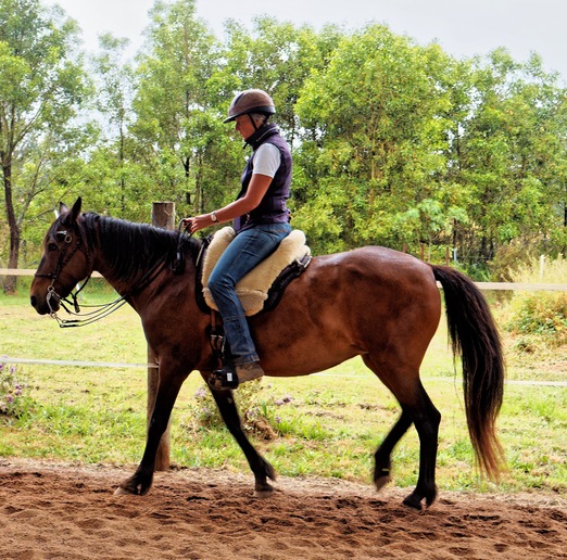 https://lemis.nyc3.digitaloceanspaces.com/yvonne/Photos/20241130/small/Anke-rides-Samba-4.jpeg
