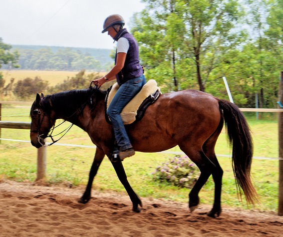 https://lemis.nyc3.digitaloceanspaces.com/yvonne/Photos/20241130/small/Anke-rides-Samba-7.jpeg