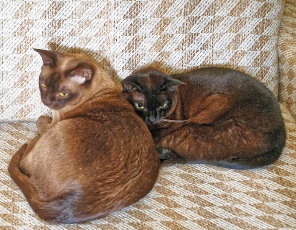 https://lemis.nyc3.digitaloceanspaces.com/yvonne/Photos/20241130/small/Bruno-and-Mona-1.jpeg