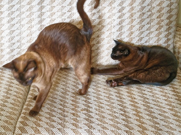 https://lemis.nyc3.digitaloceanspaces.com/yvonne/Photos/20241130/small/Bruno-and-Mona-2.jpeg
