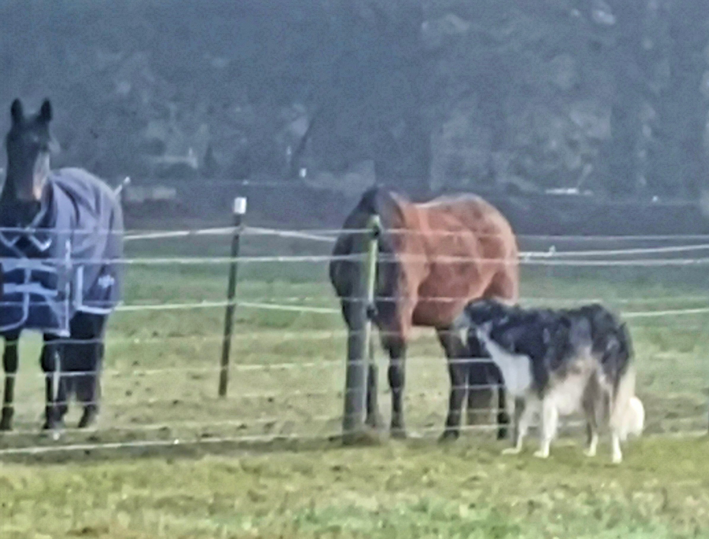 https://lemis.nyc3.digitaloceanspaces.com/yvonne/Photos/20250610/big/Horses-and-Lara-1.jpeg